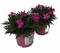KARAFIÁT KAHORI (DIANTHUS CARYOPHYLLUS)