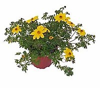 DVOUZUBEC (BIDENS)