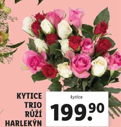 KYTICE TRIO RŮŽÍ HARLEKÝN 