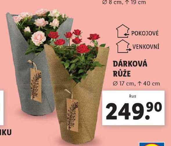DÁRKOVÁ RŮŽE 