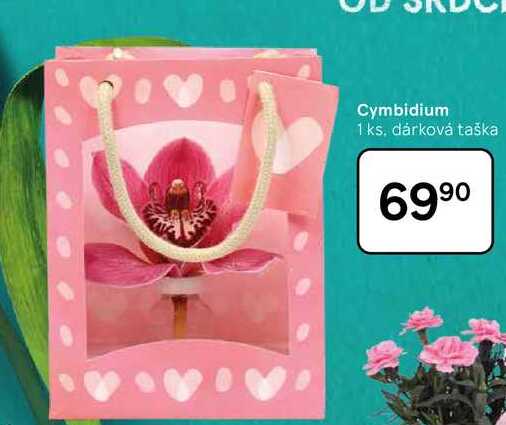 Cymbidium 1 ks, dárková taška  