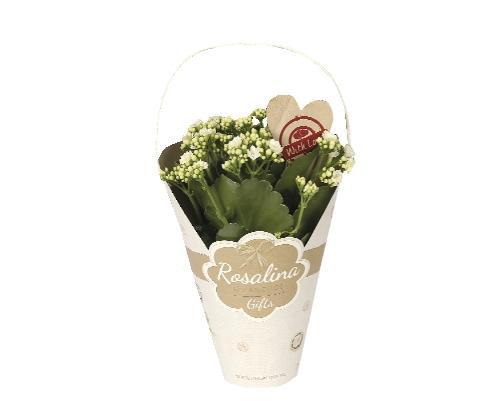 Kalanchoe v okrasném obalu, 1 KS
