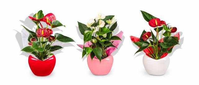 Anthurium andreanum v keramickém květináči ve tvaru srdce