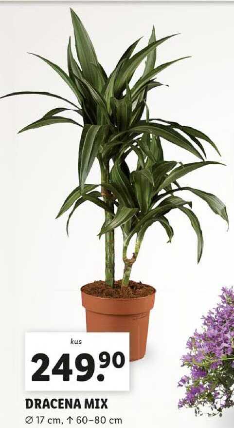 DRACENA MIX 