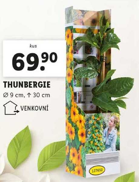 THUNBERGIE 
