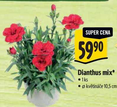Dianthus mix