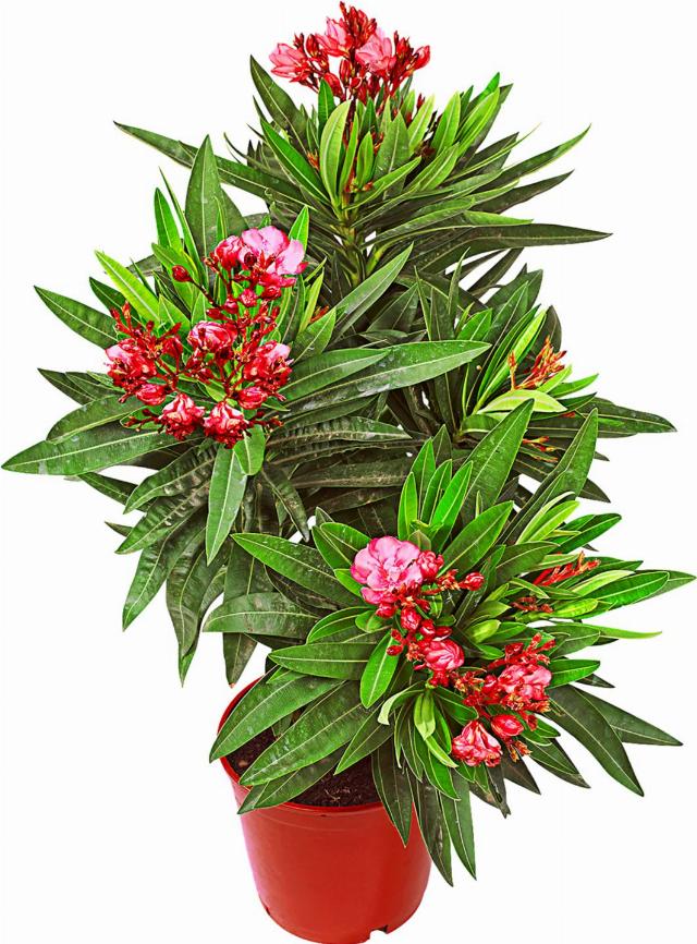 Oleander