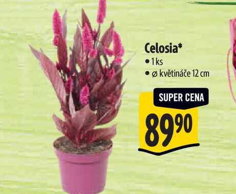 Celosia, pr. květináče 12 cm  