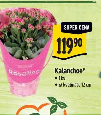  Kalanchoe,pr. květináče 12 cm 