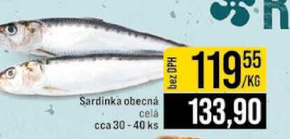 Sardinka obecná celá cca 30-40 ks 