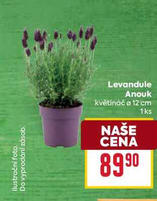 Levandule Anouk květináč ø 12 cm 1ks 