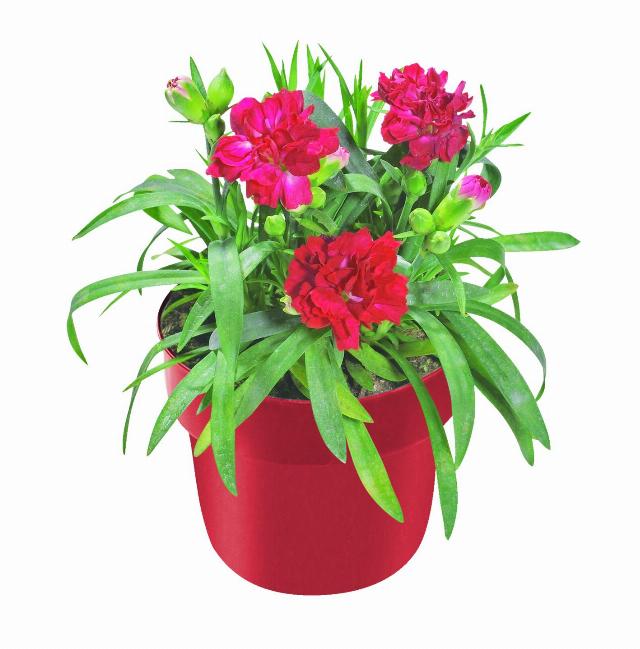 Karafiát Dianthus