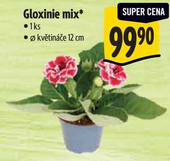Gloxinie mix
