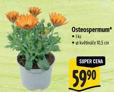 Osteospermum