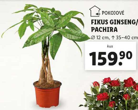 FIKUS GINSENG/PACHIRA