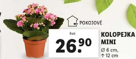 KOLOPEJKA MINI 