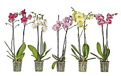 ORCHIDEJ (PHALAENOPSIS)