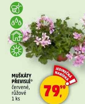MUŠKÁTY PŘEVISLÉ červené, růžové, 1 ks  