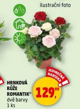 HRNKOVÁ RŮŽE ROMANTIK dvě barvy, 1 ks