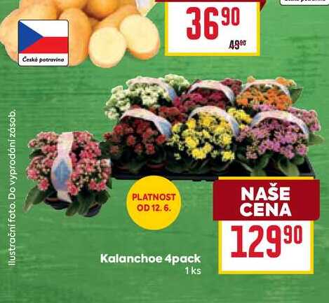 Kalanchoe 4pack 1 ks 
