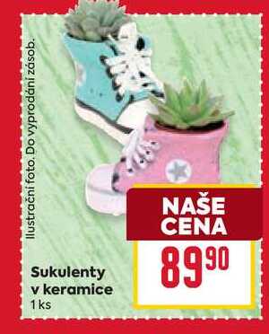 Sukulenty v keramice 1ks