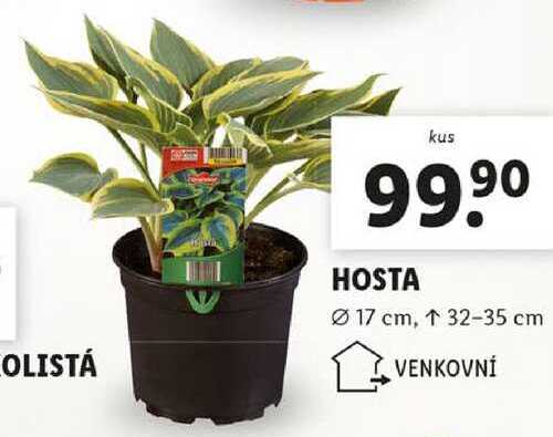 HOSTA 
