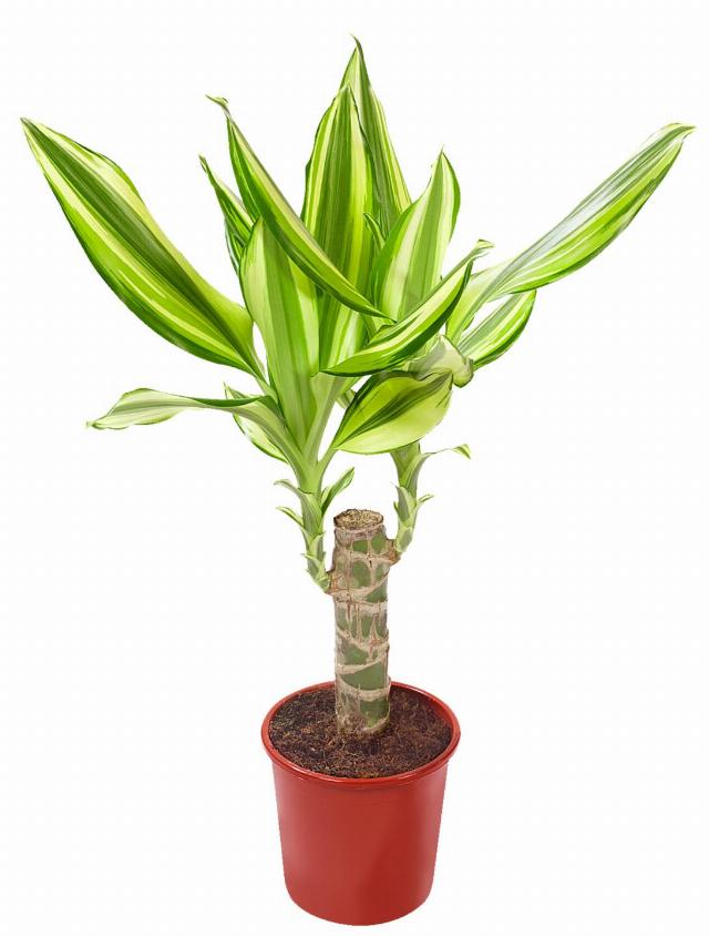 Dracéna vonná Dracaena fragrans