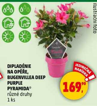 DIPLADÉNIE NA OPĚŘE, BUGENVILLEA DEEP PURPLE PYRAMIDA různé druhy, 1 ks 