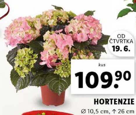 HORTENZIE 