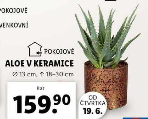 ALOE V KERAMICE 