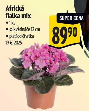 Africká fialka mix 