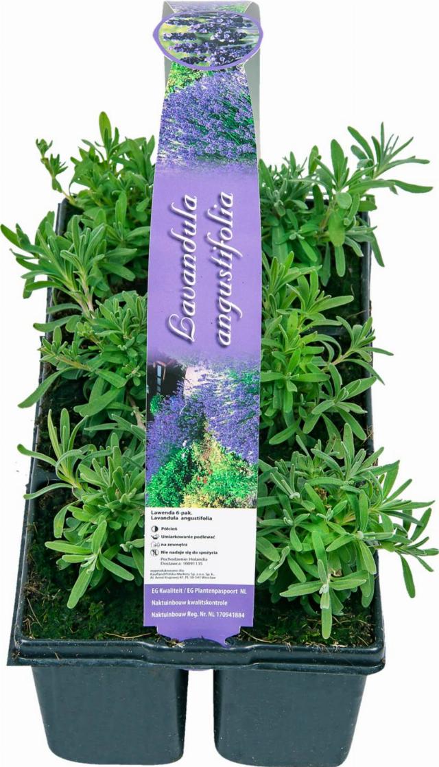 Levandule 6Pack Lavandula Angustifolia