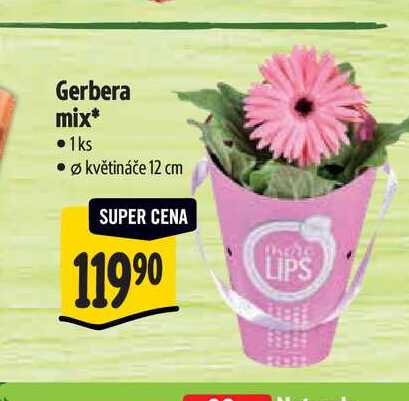 Gerbera mix,pr. květináče 12 cm 
