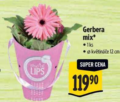 Gerbera mix