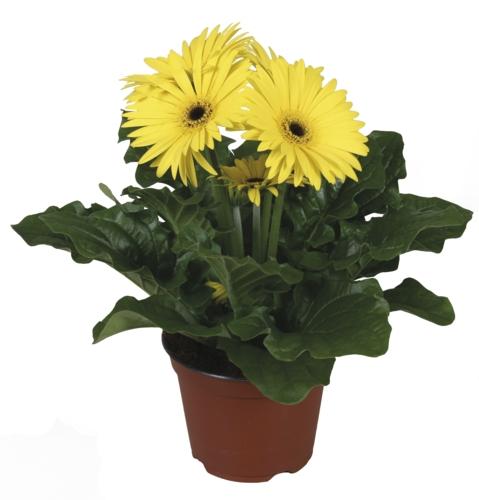Gerbera, 1 KS