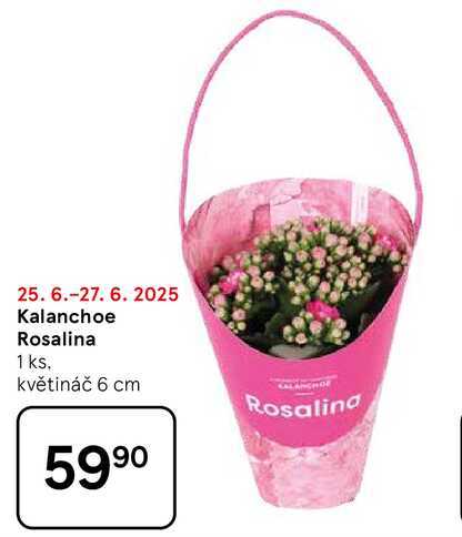 Kalanchoe Rosalina, 1 ks. květináč 6 cm 