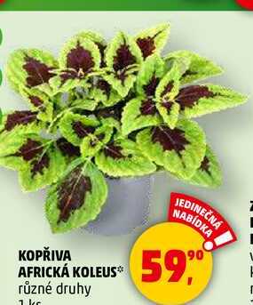 KOPŘIVA AFRICKÁ KOLEUS různé druhy, 1 ks