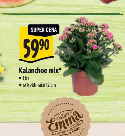  Kalanchoe mix, pr. květináče 12 cm 