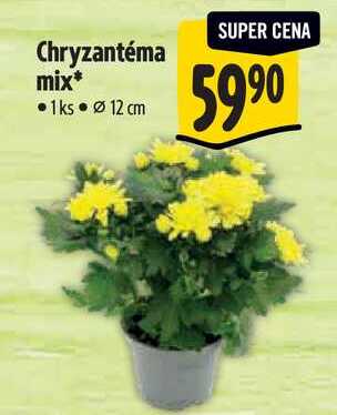 Chryzantéma mix