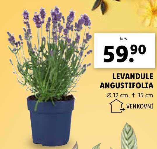 LEVANDULE ANGUSTIFOLIA