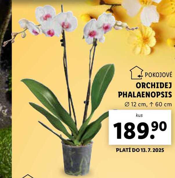 ORCHIDEJ PHALAENOPSIS 