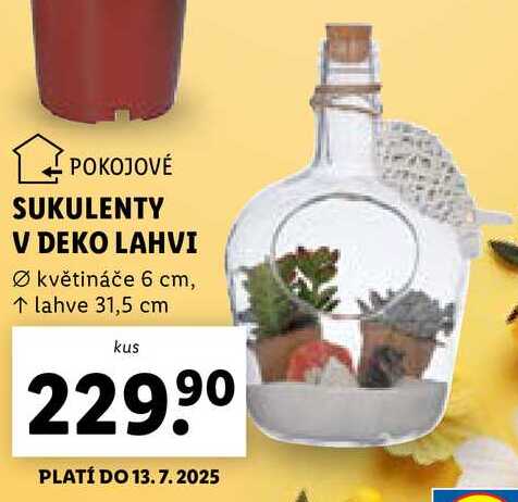 SUKULENTY V DEKO LAHVI 