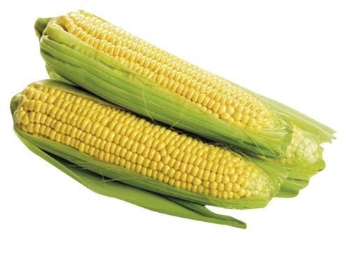 Kukuřice cukrová klas, 1 KS
