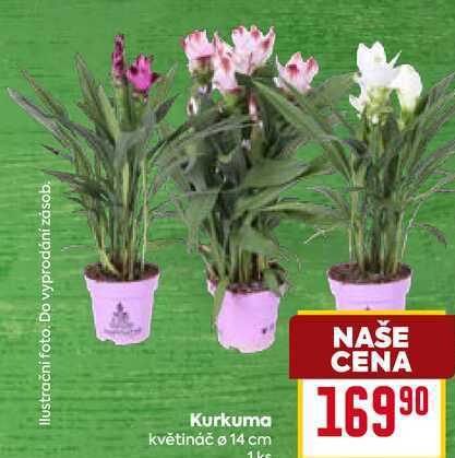  Kurkuma květináč ø 14 cm