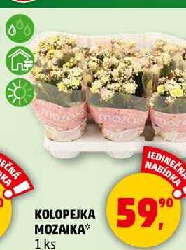 KOLOPEJKA MOZAIKA, 1 ks 