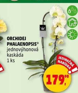 ORCHIDEJ PHALAENOPSIS jednovýhonová kaskáda, 1 ks