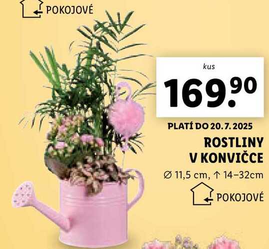 ROSTLINY V KONVIČCE 
