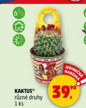 KAKTUS různé druhy, 1 ks  