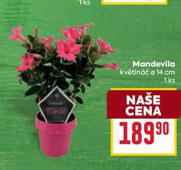 Mandevila květináč o 14 cm 1ks