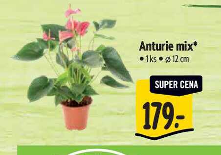 Anturie mix, pr. květináče 12 cm
